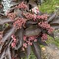 Holunder 'Black Tower' XXL Pflanzen, Sambucus nigra 'Black Tower'