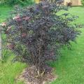 Holunder 'Black Tower', Sambucus nigra 'Black Tower'