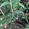 Honigbeere, Erstbeere Blue Moon, Lonicera caerulea
