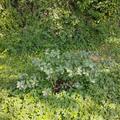 Honigbeere, Erstbeere Blue Velvet, Lonicera caerulea