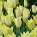 Wildtulpe 'Honky Tonk'