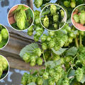 Selbstversorger Set Hopfen, Humulus lupupus