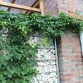 Hopfenpflanze 'Kent Golding', Humulus lupulus