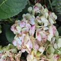 Hortensie, Ballhortensie 'Caipirinha' weiss, Hydrangea macrophylla 'Caipirinha' 