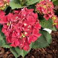 Hortensie, Ballhortensie 'Royal Red' dunkelrote Blten