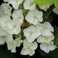 Hortensie Hydrangea quercifolia Munchkin Blte