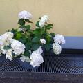 Hortensie Endless Summer 'The Bride', Hydrangea Endless Summer 'The Bride'