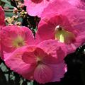 Hydrangea serrata 'Cotton Candy' rosa Blten