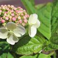 Hortensie, Kleinwchsige Tellerhortensie 'Bluebird'