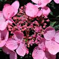 Kleinwchsige Tellerhortensie 'Koreana' mit rosa Blten