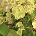 Hortensie, Rispen-Hortensie 'Kyushu'