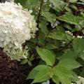 Hydrangea paniculata 'Midlate Summer' weisse Blte