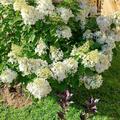 Hortensie, Rispen-Hortensie 'Unique', Hydrangea paniculata 'Unique'