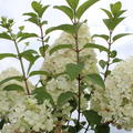 Hydrangea 'Bobo' Blütenrispen