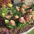 Hortensie, Rispenhortensie 'Magical Candle', Hydrangea paniculata 'Magical Candle'