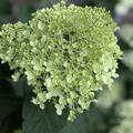 Hortensie, Rispenhortensie Midi-Hydrangeasy 'GreenEnergy', Hydrangea paniculata 'GreenEnergy'
