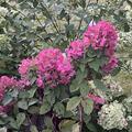 Hortensie, Rispenhortensie Mini-Hydrangeasy 'Red Chic', Hydrangea paniculata 'Red Chic'