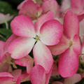 Hydrangea paniculata 'Pinky Winky'