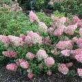 Midi-Hydrangeasy Vanille Fraise