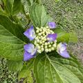 Hortensie, Tellerhortensie 'Blaumeise', Hydrangea macrophylla 'Blaumeise' 