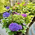 Hortensie, Tellerhortensie 'Frisbee Blue' (S), Hydrangea macrophylla 'Frisbee Blue' (S) 