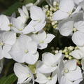 Hortensie, Tellerhortensie 'Libelle' reinweisse Randblten 