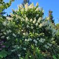 Hydrangea paniculata 'Kyushu, Kyushu Blten