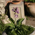 Hosta tokudama 'Blue Mouse Ears'