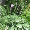 Hosta nigrescens 'Krossa Regal'