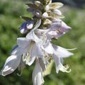 Hosta sieboldiana 'Blue Angel' 