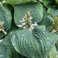 Hosta sieboldiana 'Elegans', Hosta sieboldiana 'Elegans'