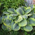 Hosta sieboldiana 'Frances Williams'