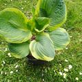 Hosta sieboldiana 'Frances Williams', Hosta sieboldiana 'Frances Williams'