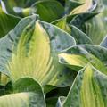 Hosta sieboldiana Golden Meadow