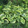 Hosta sieboldiana 'Wide Brim'