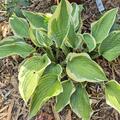 Hosta sieboldiana 'Wide Brim', Hosta sieboldiana 'Wide Brim'