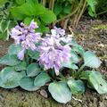 Hosta tokudama 'Blue Mouse Ears', Hosta tokudama 'Blue Mouse Ears'