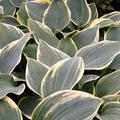 Hosta cultorum First Frost