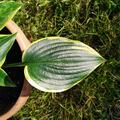 Hosta x cult. 'First Frost', Hosta x cult. 'First Frost'