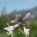 Hosta x cultivars 'Ground Master'