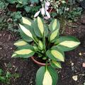 Hosta x cultorum Gipsy Rose, Hosta x cultorum Gipsy Rose