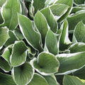 Hosta x fortunei 'Francee'