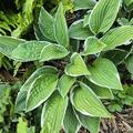 Hosta x fortunei 'Francee', Hosta x fortunei 'Francee'