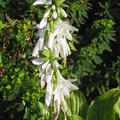 Hosta 'Royal Standard'