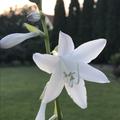 Reinweie Blte, Hosta x plantaginea 'Royal Standard'