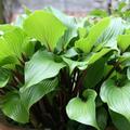 Hosta lancifolia 'Red October', Funkie 'Red October'