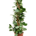 Hoya australis, Mossstab, im 17cm Topf, Hhe 80cm, Breite 20cm