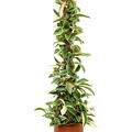 Hoya carnosa 'Krimson Queen', Mossstab, im 20cm Topf, Hhe 100cm, Breite 25cm