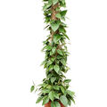 Hoya parasitica 'Black Edge', Mossstab, im 20cm Topf, Hhe 100cm, Breite 25cm