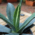 Hundertjhrige Agave